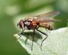 Hydrophoria sp.